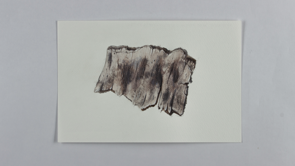 Birch Bark