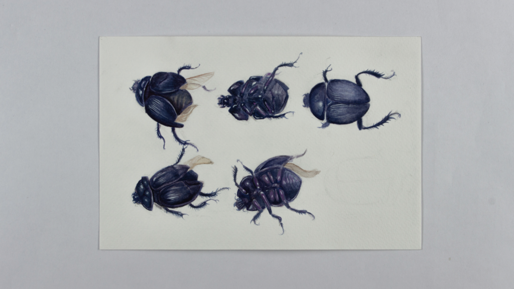 Dung Beetles