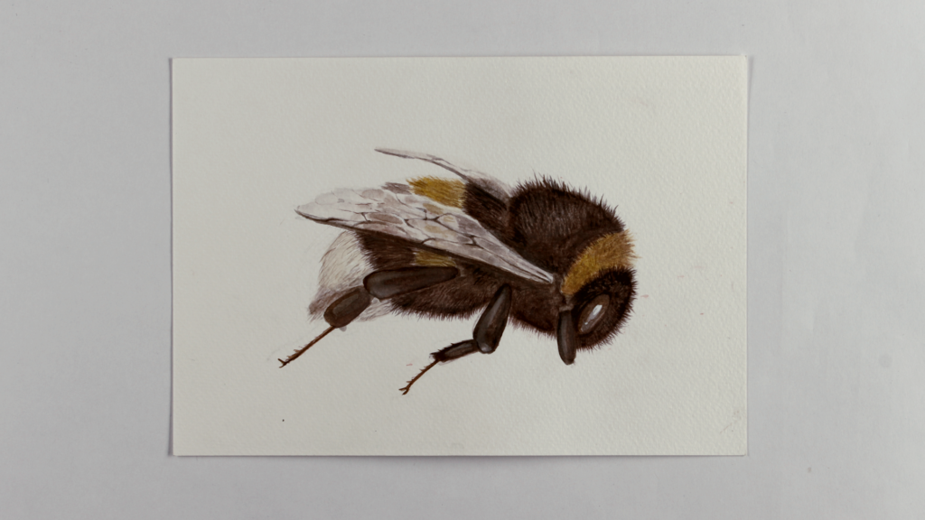 Bumblebee