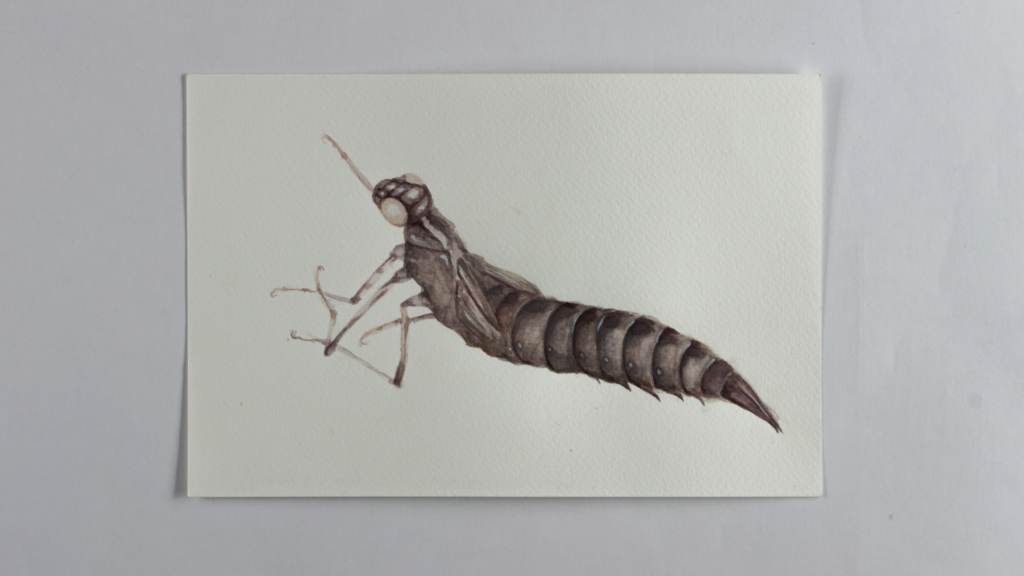 Dragonfly Larva