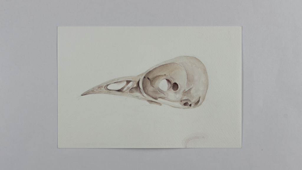 Blackbird Skull