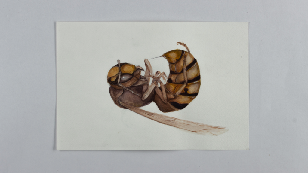 Wasp